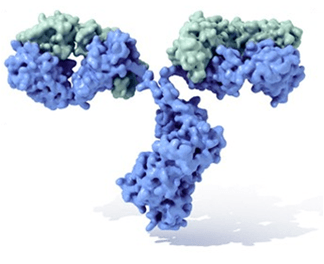 Recombinant Antibodies